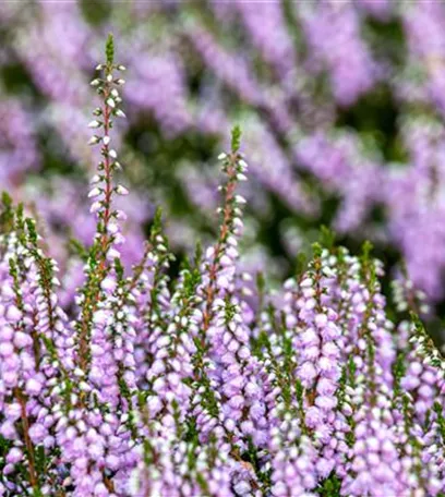 Der Heidegarten: Erholung und Idylle für Zuhause