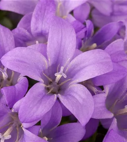 Die Glockenblume als perfekter Nachbar im Garten