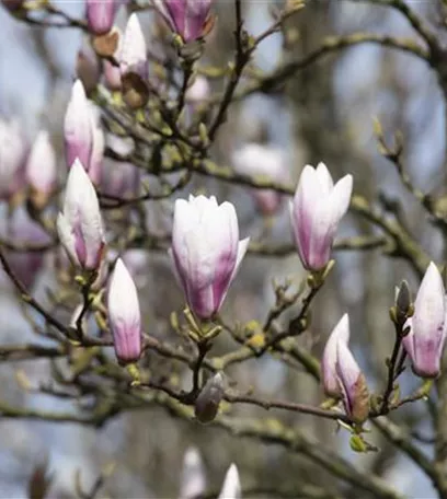 Die Magnolie – Blütenzauber im Frühling