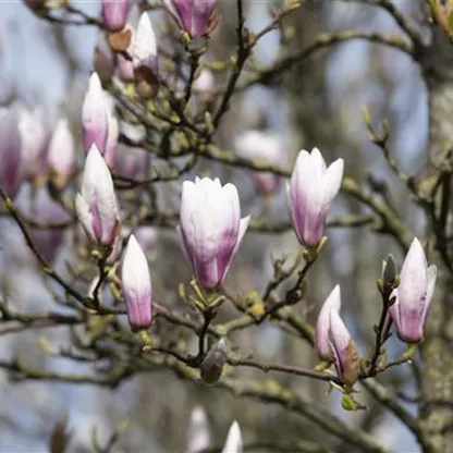 Die Magnolie – Blütenzauber im Frühling