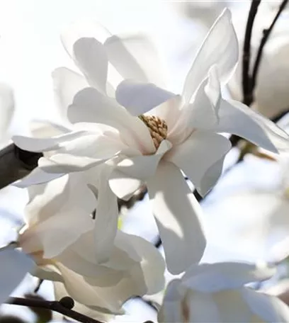 Die Magnolie – Blütenzauber im Frühling