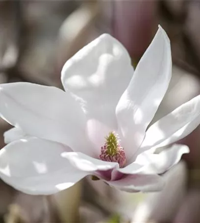 Die Magnolie – Blütenzauber im Frühling