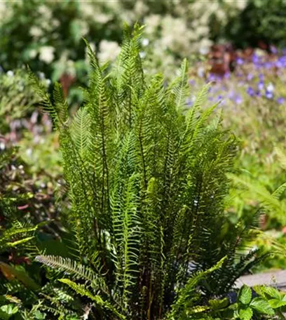 Feuchtzonen im Garten