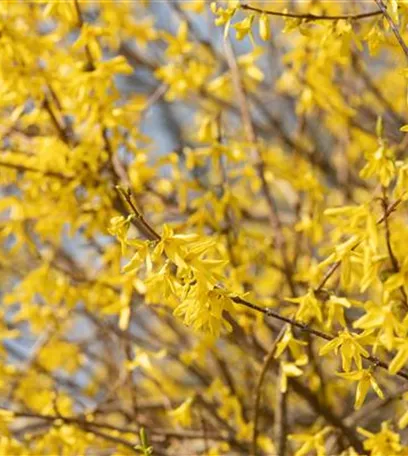 Forsythie – der goldene Frühlingsbote