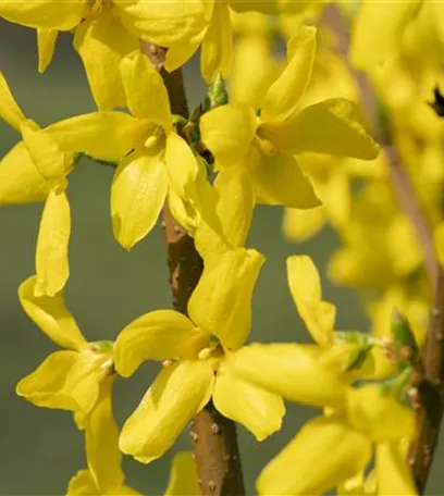 Forsythie – der goldene Frühlingsbote