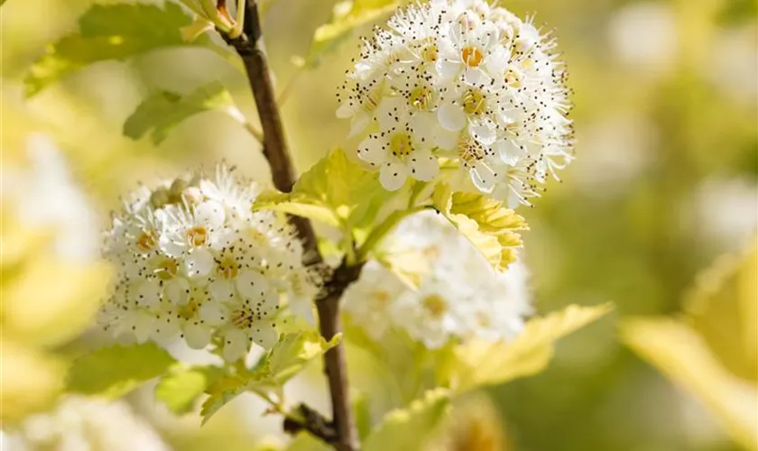 Physocarpus opulifolius 'Dart´s Gold'