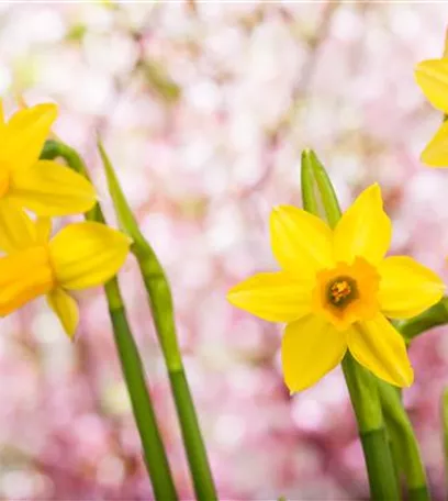 Frühling auf dem Balkon - Hornveilchen, Narzisse und Co.