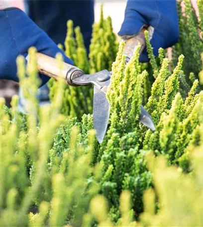 Für die Gesundheit – Rückschnitt im Frühling