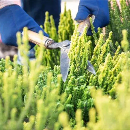 Für die Gesundheit – Rückschnitt im Frühling