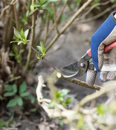 Alte Blütenstände machen Platz für neue Blüten