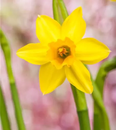 Narzissen – Frühling im Garten