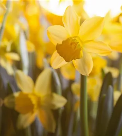 Narzissen – Frühling im Garten