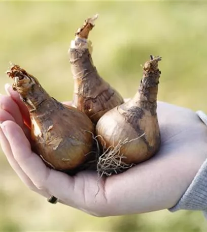 Narzissen – Frühling im Garten