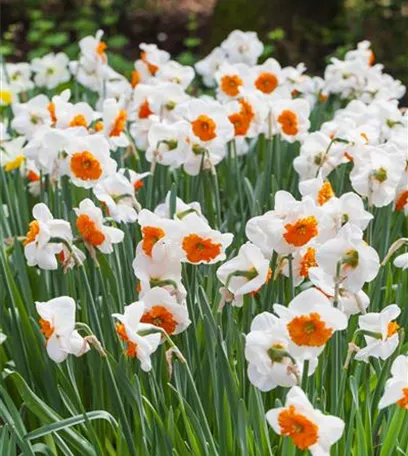 Narzissen – Frühling im Garten