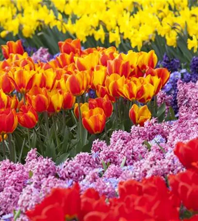 Vergessene Blumenzwiebeln im Frühjahr setzen