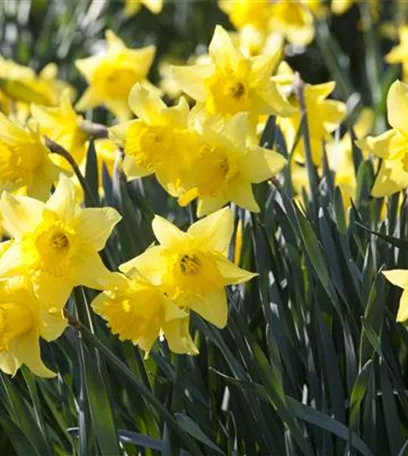 Bunter Frühling mit Blumenzwiebel und Co. – eine Übersicht