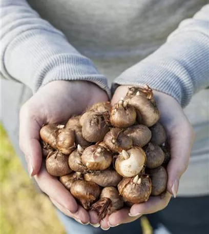 Bunter Frühling mit Blumenzwiebel und Co. – eine Übersicht