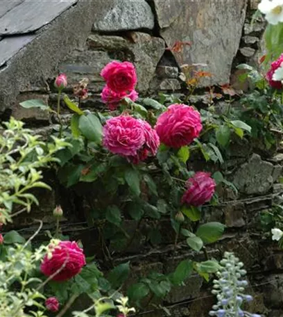 Rosenpflege – pflanzen, schneiden, düngen