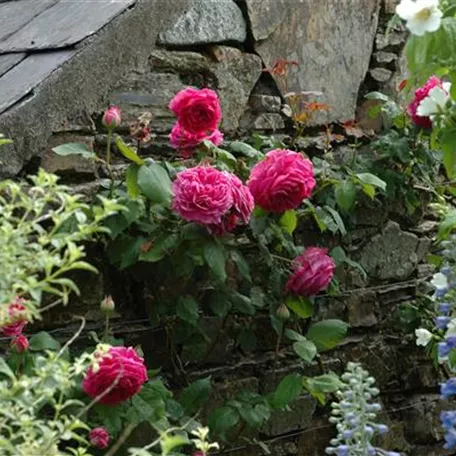 Rosenpflege – pflanzen, schneiden, düngen