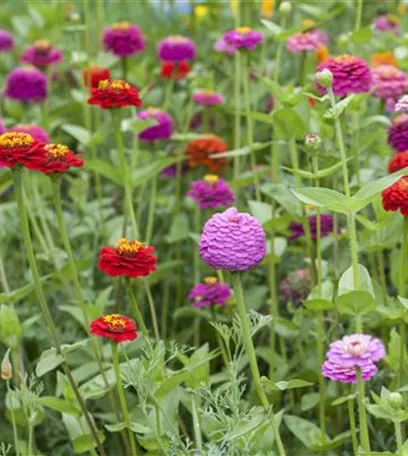 Zurück zur Natur – die Wildblumenwiese ist ein großer Schritt dahin