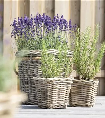 Mit Urban Gardening vom Balkon zur Kräuter-Oase