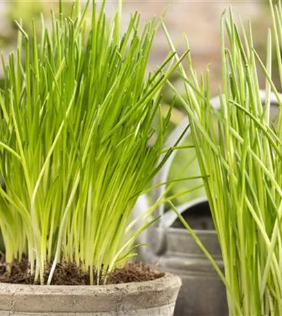 Mit Urban Gardening vom Balkon zur Kräuter-Oase