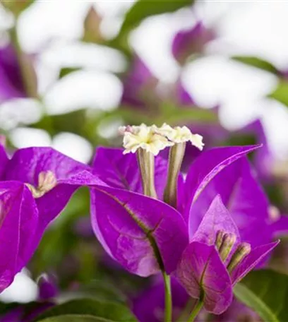 Bougainvillea – Die Wunderblume richtig pflegen