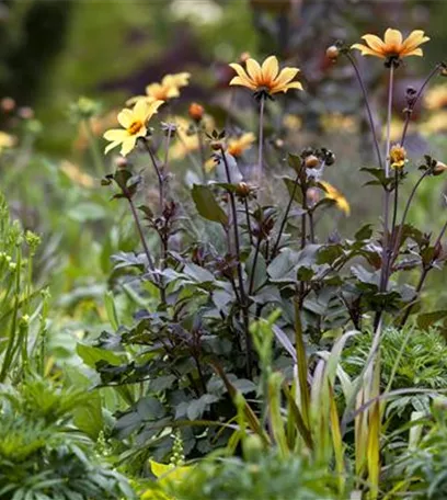 Der Boden im Blumenbeet: Vorbereitung und Pflege