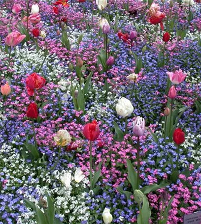 Die Frühblüher – Stars und Sternchen im Frühling