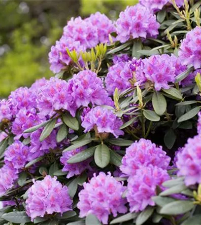 Der Rhododendron – der Strauch mit den prächtigen Blüten