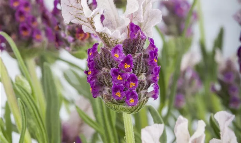 Schopf-Lavendel 'Butterfly Garden'®