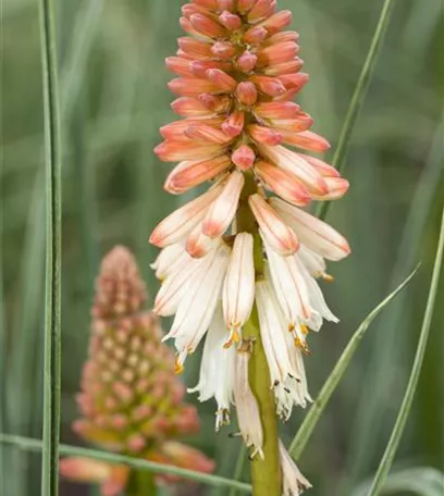 Fackellilien – ein florales Flammenmeer im Garten