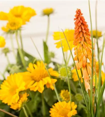 Fackellilien – ein florales Flammenmeer im Garten