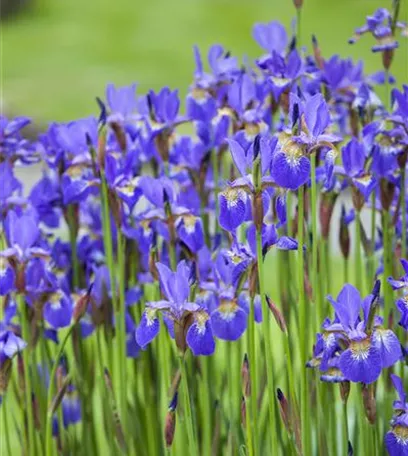 Farbe bekennen macht im Garten richtig Spaß!