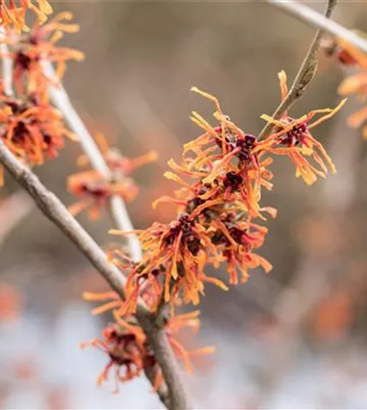 Frühblühende Gehölze – Ziemlich coole Gartenbewohner