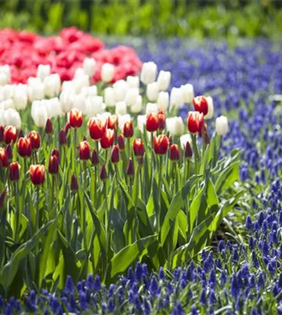 Blumenzwiebeln – kleine Zwiebeln mit großer Wirkung