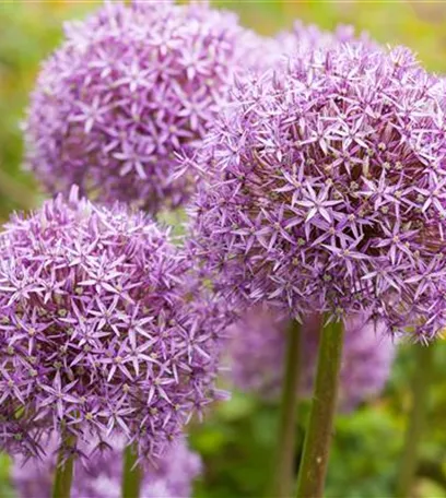 Gartenjahr voller Blüten – Blumenzwiebeln für jede Jahreszeit