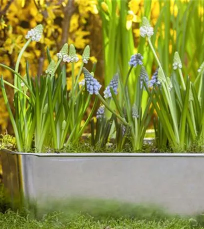 Frühling auf dem Balkon geht ohne bunte Blumen gar nicht