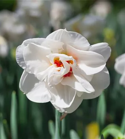 Frühling auf dem Balkon geht ohne bunte Blumen gar nicht