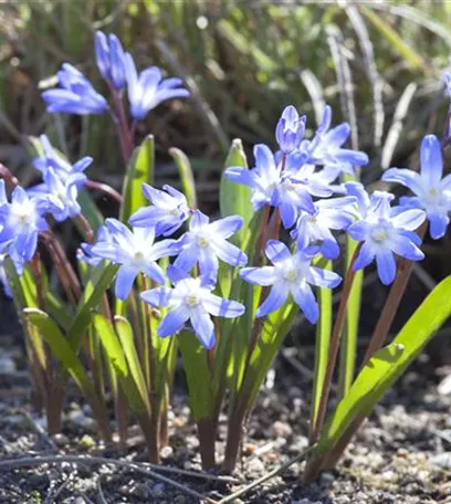 Blumenzwiebeln im Steingarten – So gelingt die Farbenpracht