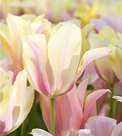 Blumenzwiebeln im Steingarten – So gelingt die Farbenpracht