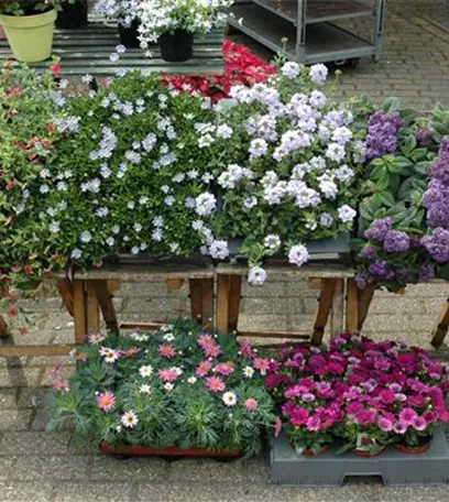 Bereit für den Sommer – Balkon und Garten blühen richtig auf