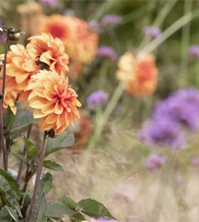 Dahlien – Blütenzauber im Sommer