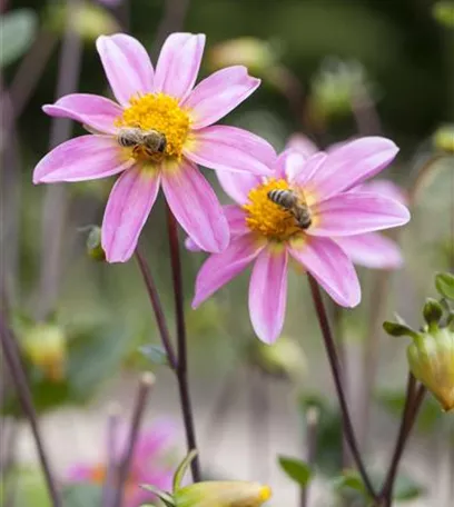 Dahlien – Blütenzauber im Sommer