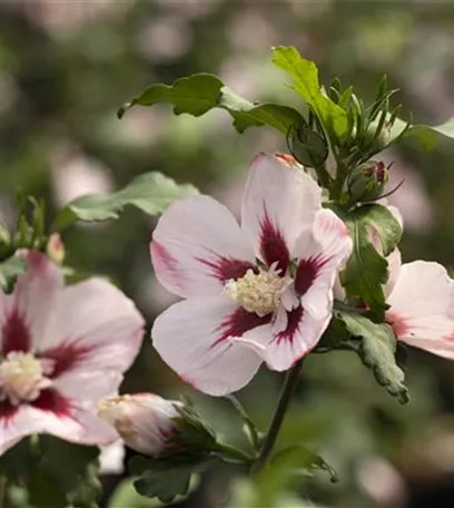 Der 1. Mai – was hat er mit Pflanzen und Blumen zu tun?