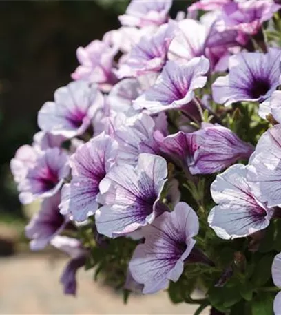 Urban Gardening – Blumenampel aus Konservendosen