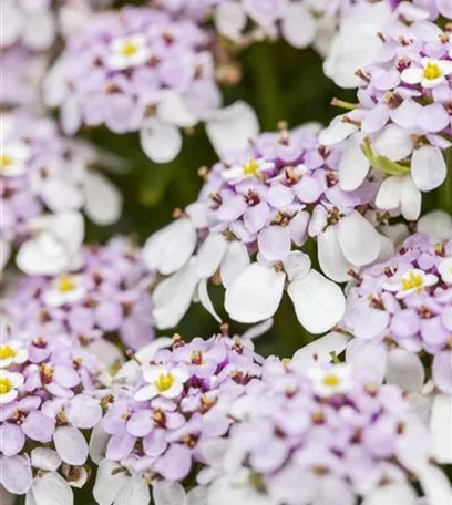 Die Schleifenblume – ein wahres Mauerblümchen