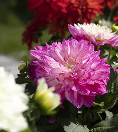 Farbe auf dem Balkon – Blumenzwiebeln für den Sommer