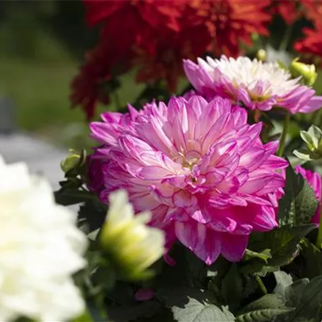 Farbe auf dem Balkon – Blumenzwiebeln für den Sommer