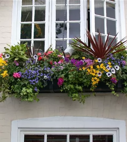 Farbe auf dem Balkon – Blumenzwiebeln für den Sommer